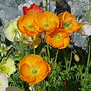 Picture 042